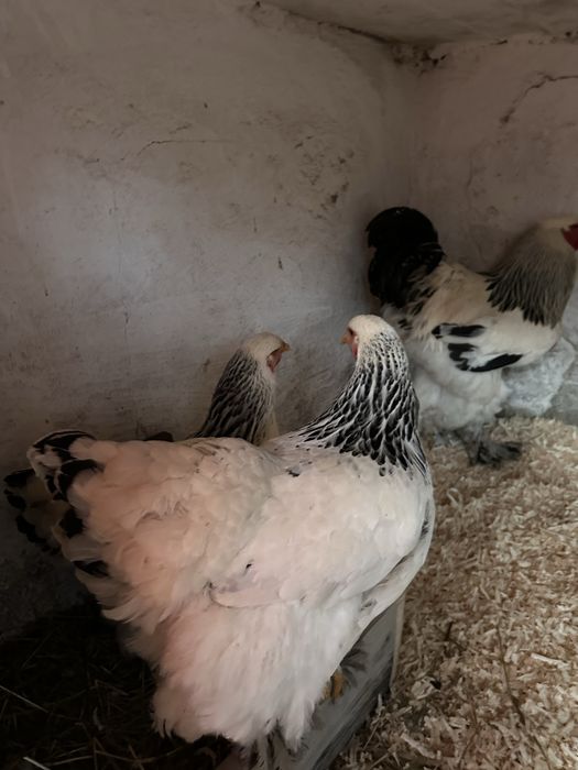 Oua gaini brahma HDsi motata olandeza