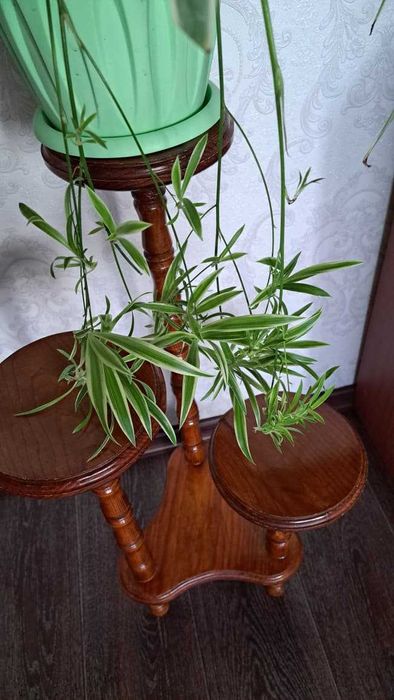 Продам хлорофитум