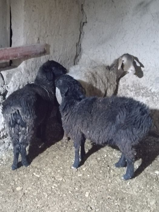 Sovliq qo'zi Qo'ylar