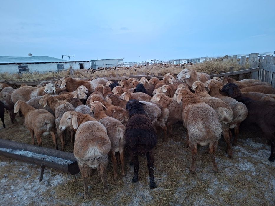 Продам АРАШАН кошкар