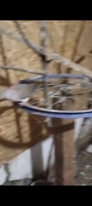 Turturele răzătoare