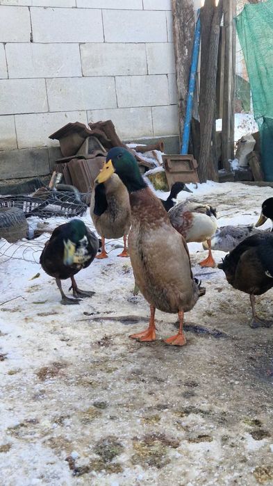 Rațe indiene pentru grădină