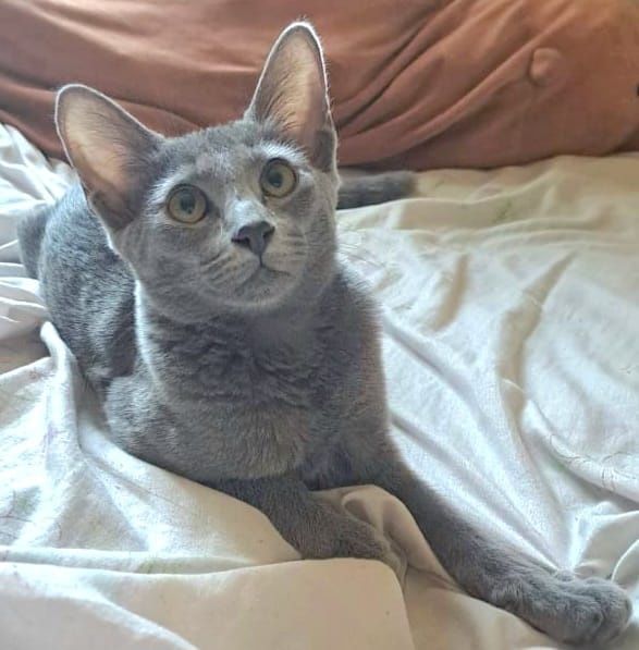 Продам    кошечку