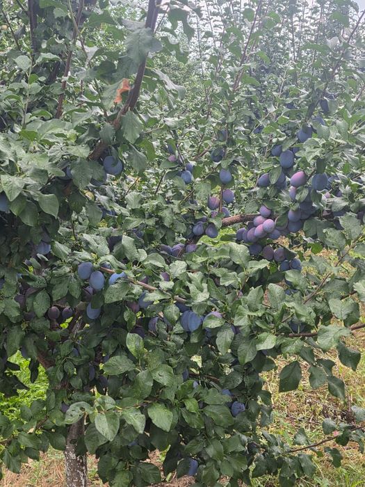 Prune de masă de vânzare EN-GROS