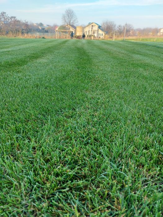 Gazon Rulou  Calugareni