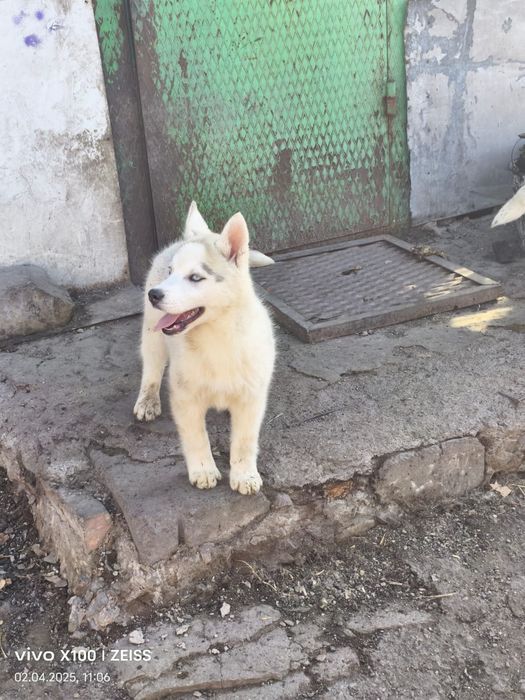 Очаровательные щенки сибирской хаски.