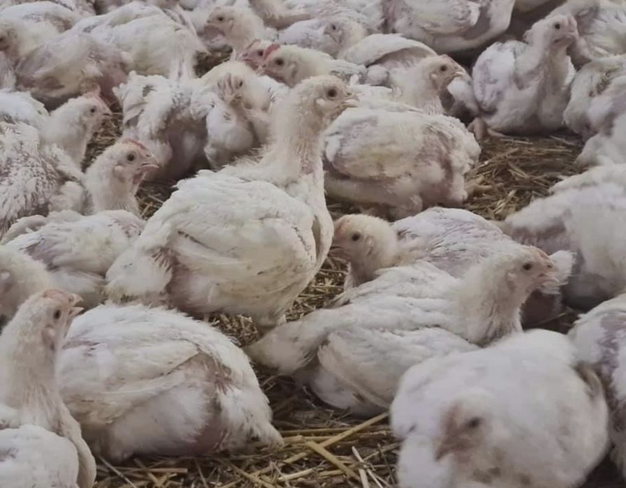 Vindem Pui rasa mixta și Albi de carne