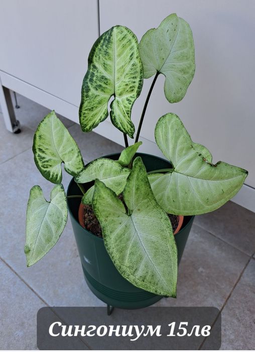 Пълзящи стайни цветя