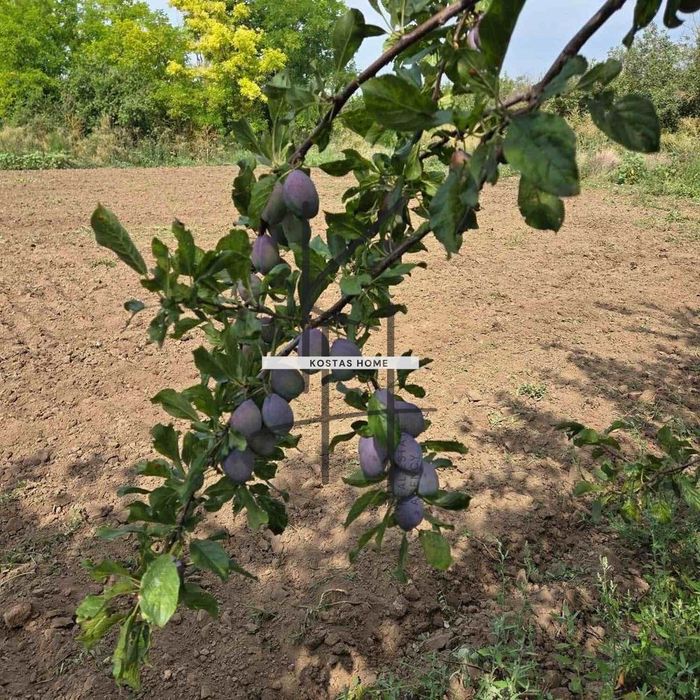 Къща в Добрич, област-с.Свобода площ 95 цена 67500