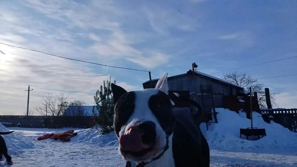 Амстафф 9 месяцев