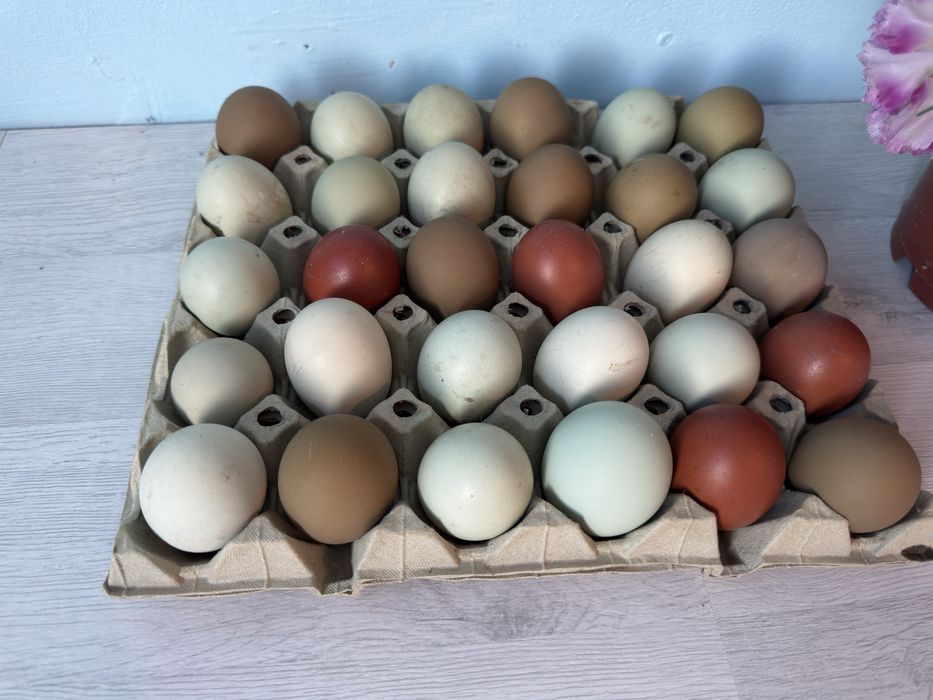 Vand oua incubat: Ameraucana, Marans si Olive