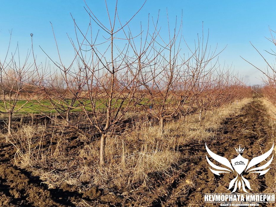 Продавам черешова градина 5800кв.м. в гр.Асеновград