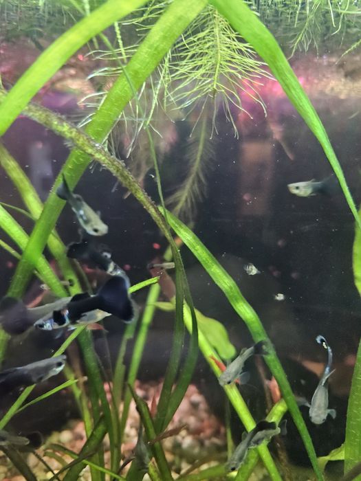 Guppy  black moscow snake skin mix