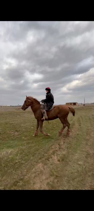 Шымкент жылқы сатылады