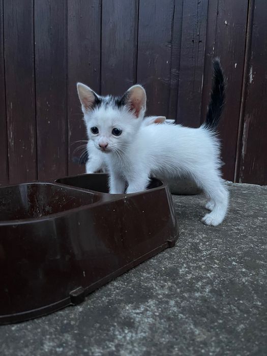 Pisici pentru adopție