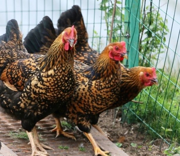 Продам инкубационные яйца