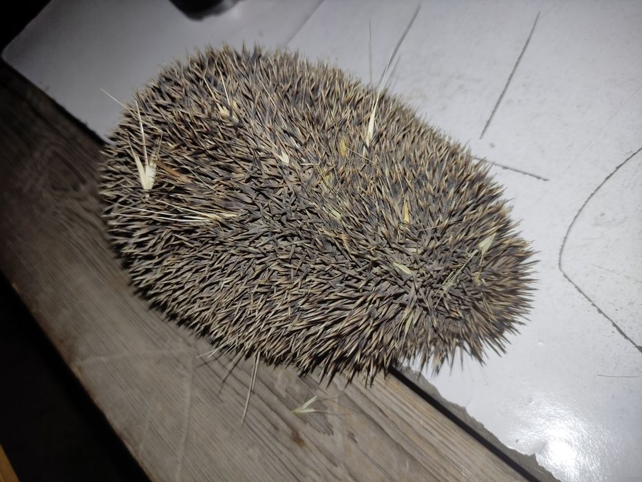 Kotta ortancha kichikTipiratikon sotiladi toshkentda