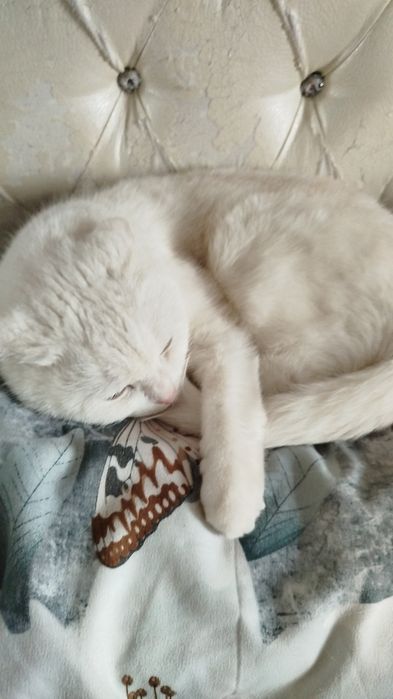 Отдам в добрые руки
