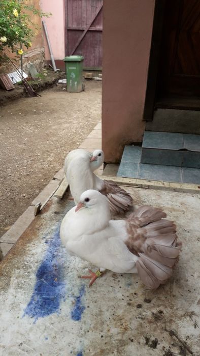 Vand porumbei voltati