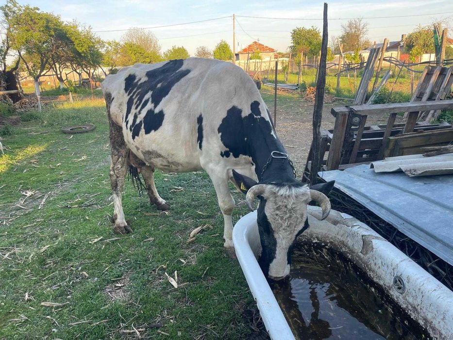 Vacă cu 4 vitei fatati.