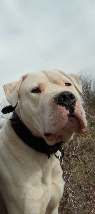 Dog argentino mascul de 2 ani