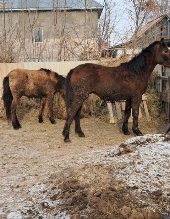 Продам лошадей молодняк