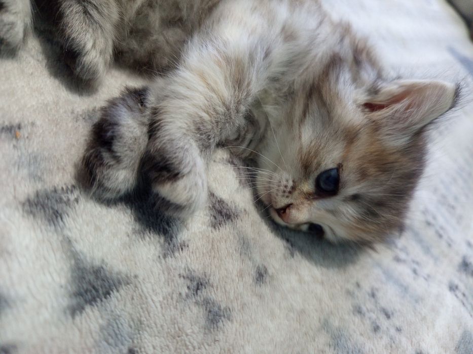 Отдам котят в добрые руки