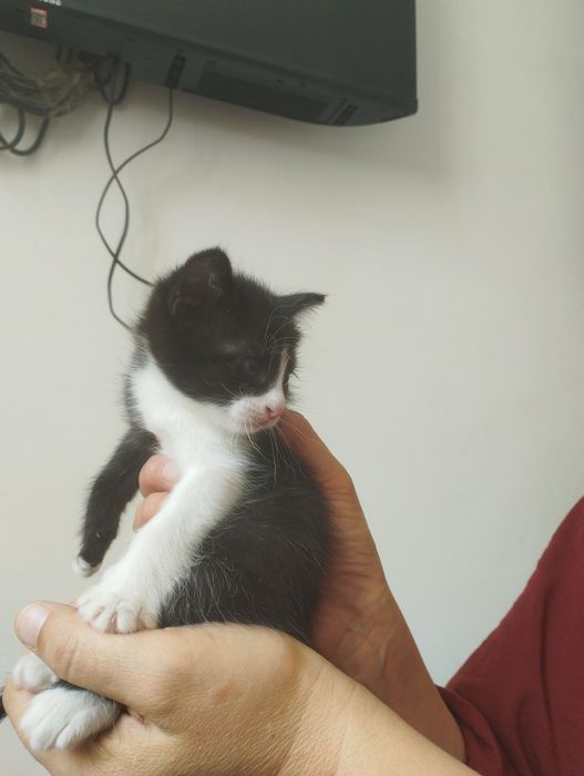 Отдам котят в хорошие руки