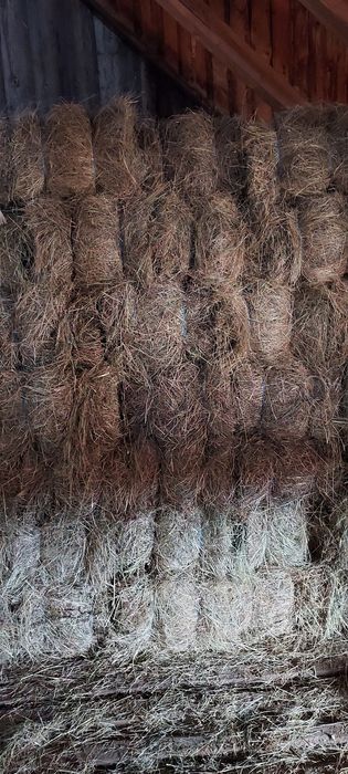 De vânzare baloți de fân, lucernă! Dreptunghiular, Rotund!