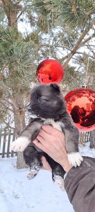 Отдам в добрые руки