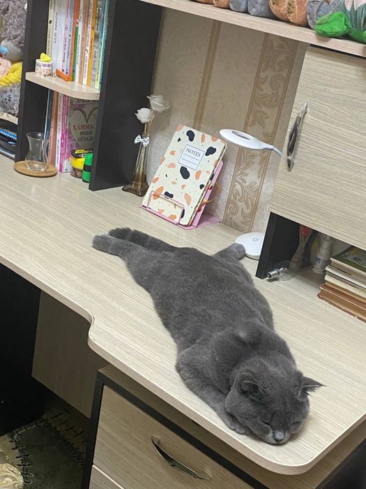 Отдам кота в добрые руки