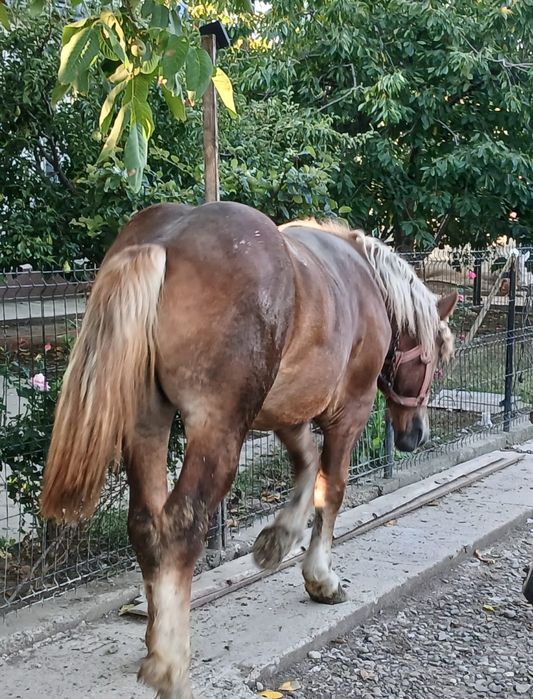 Mânză de vânzare