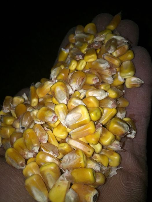 Кукуруза в зерне