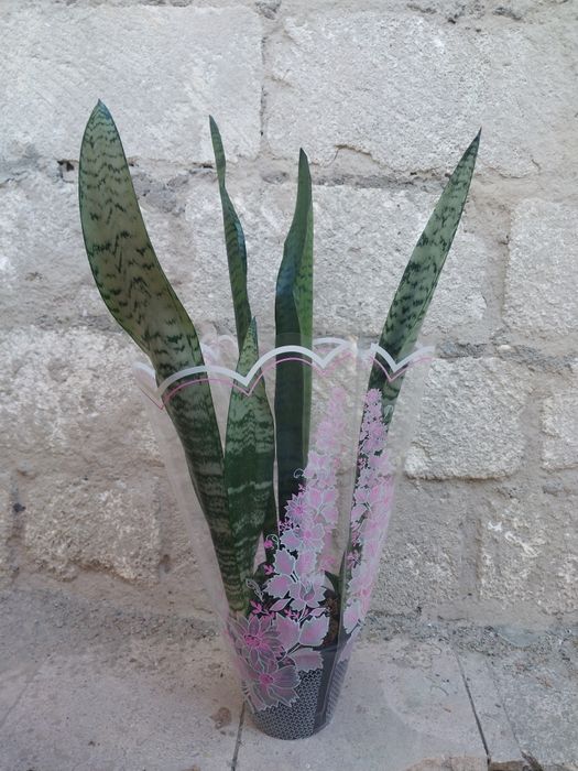 Комнатные цветы в подарочной упаковке