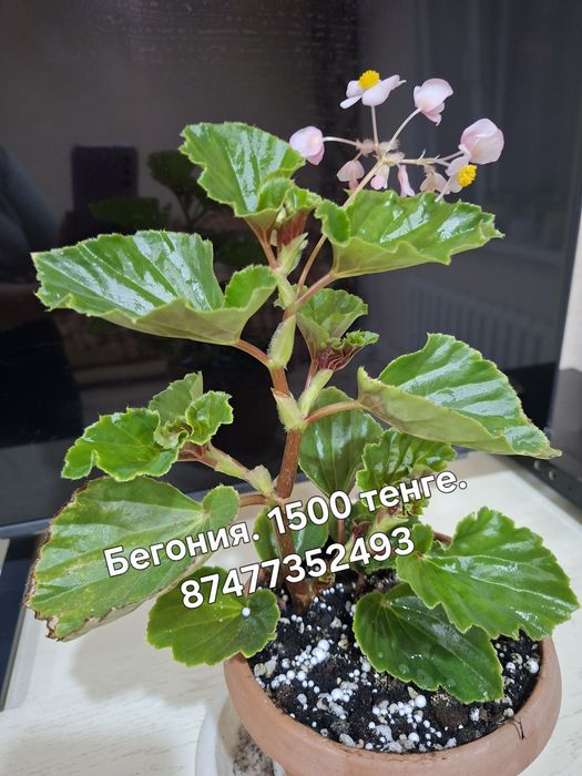Продам. Бегония.