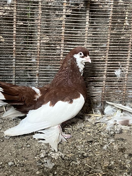 На продажу голуби с игрой