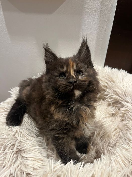 Fetita Maine Coon PEDIGREE Felisa