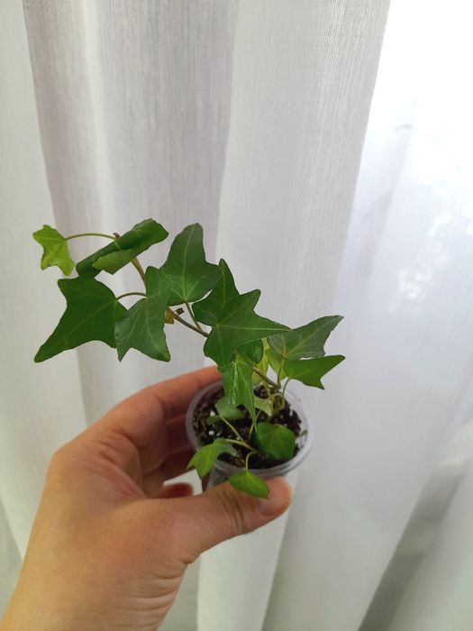 Продам Аглаонема Ред