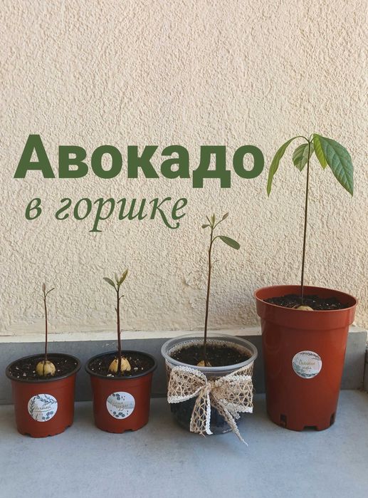 Только до 1 мая! Дерево авокадо в горшке, саженцы