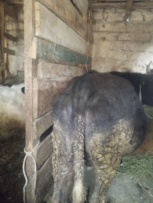 Буаз сиыр сатылады  болатын бағасы 620