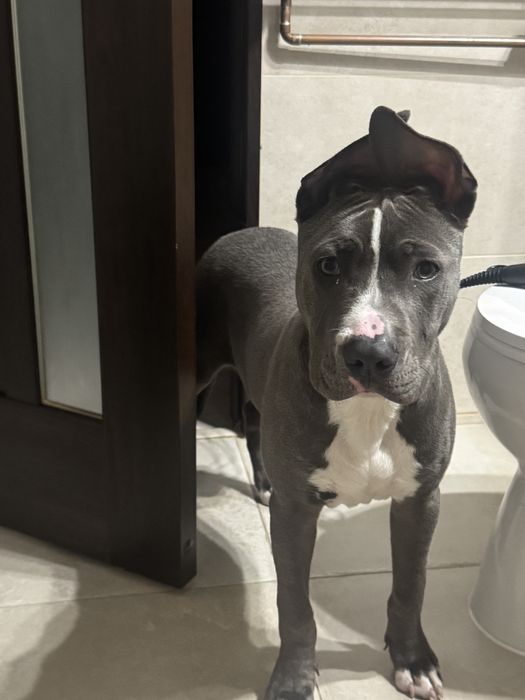 Amstaff blue mascul 10 luni