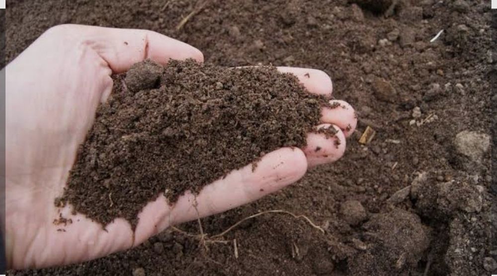 Gunoi de grajd/ ingrasamant/ mraniță