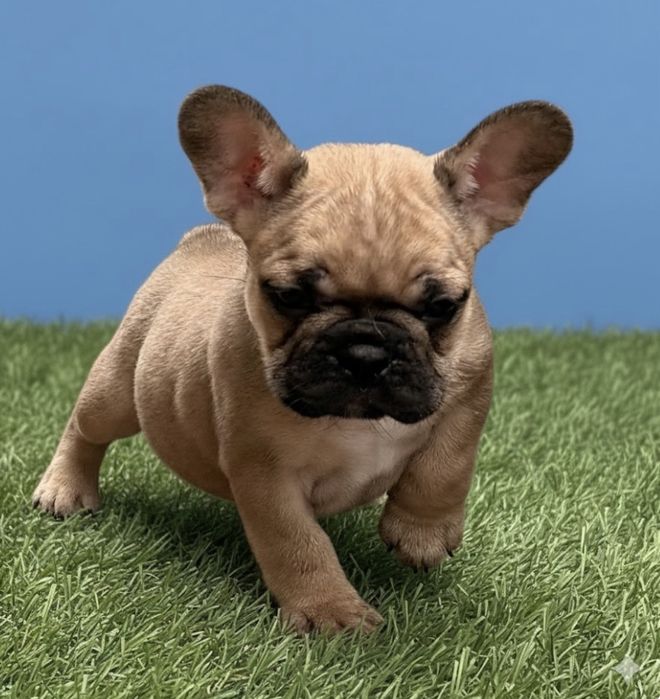 Шикарные девочки французкого бульдога