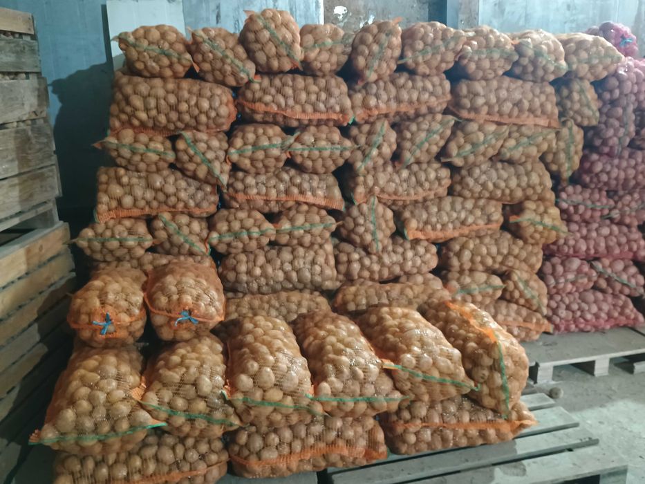 De vânzare cartofi consum Carera sí Bellaroza