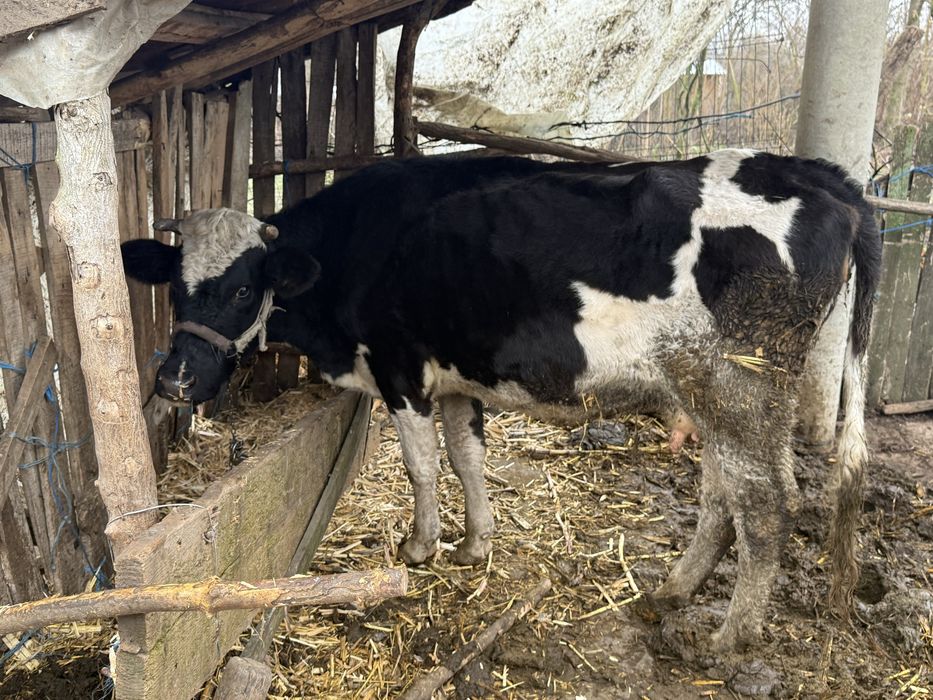Vand vaca cu lapte varsta 4 ani