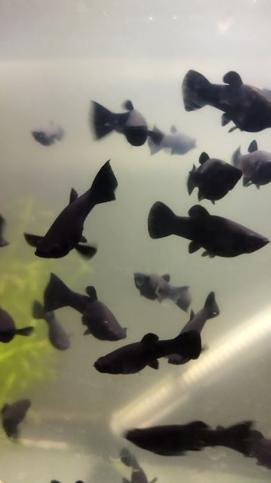 Продаются молинезии оптом по 3000 за ш тотуку