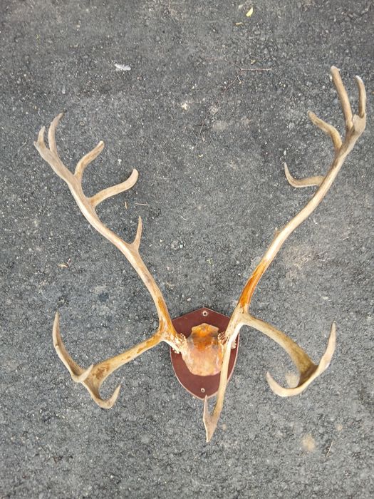 Рога оленьи сувенирные б/у в отличном состоянии