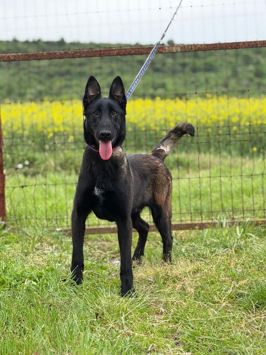 Mascul Ciobanesc Belgian Malinois