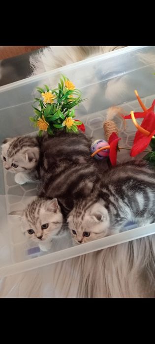 Продам шотладских клубных котят с отличной родословной.
