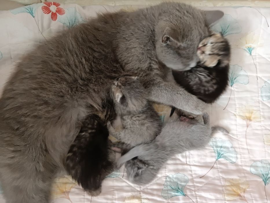 Британский котята